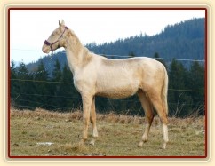 Zobrazit (12 fotek) Dvouletí hřebečci Akhal-Teke