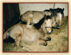 Zobrazit (31 fotek) Welsh pony