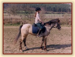 Zobrazit (37 fotek) Welsh pony