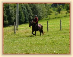 Zobrazit (30 fotek) Tříletý Welsh Cob