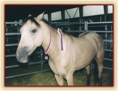 Mistrovství České republiky skoky pony 2003, Frenštát pod Radhoštěm. Greisy si užívá ve stáji stuhu a stříbrnou medaili.