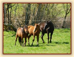 Zobrazit (93 fotek) hřebeček narozený 14.5.2012 klisně Greisy