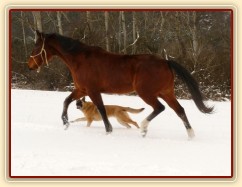 Agáta si užívá běhání na volno ve sněhu, Samantha doprovází