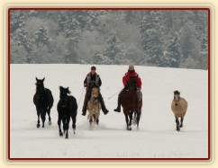 Všichni naši koně pohromadě na vyjížďce, zima 2009
