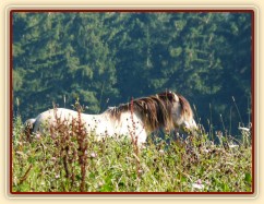 Koně ve vysoké trávě, říjen 2010