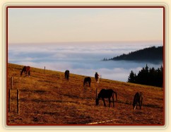 Ranní slunce, koně v zimním výběhu a jejich výhled do krajiny v mlze