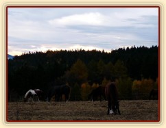 Koně v zimním výběhu, začátek listopadu