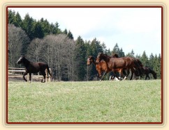 2.4.2011 - První vypuštění koní na pastvu, bylo veselo:-)