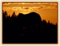 2.4.2011 - První vypuštění koní na pastvu, západ slunce