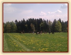 25.4.2011 - Vypuštění koní na novou pastvinu o velikosti 3 ha