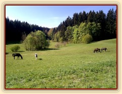 10.5.2011 - Koně si užívají trávu na pastvině u potoka