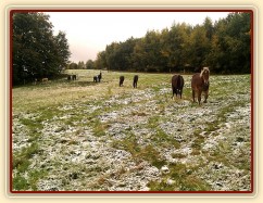 8.10.2011 - První sníh letošní zimy, stádo hřebců