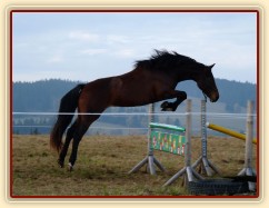 Tříletá klisna Highland, Irský sportovní kůň, vždy skáče s rezervou a s perfektním stylem