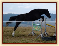 Dvouletá klisna Kroona, Irský sportovní kůň, poprvé skáče metrové skoky