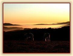 20.11.2011 - Když je inverze... Siluety pasoucích se koní při východu slunce, v údolích se válí mlhy