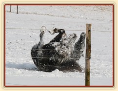 "Obalování se" ve sněhu, aneb přeměna černého koně na bílého:-)