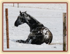 "Obalování se" ve sněhu, aneb přeměna černého koně na bílého:-)