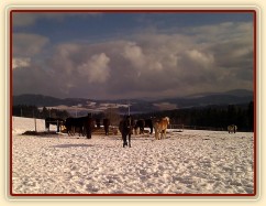 27.1.2012 - Krásný zimní den, koně u senáže