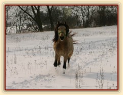 Zimní vyjížďka, běhání na volno(asi nejoblíbenější činnost našich poníků)