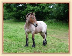 28.8.2012 - Koupili jsme chladnokrevnou kobylku Fionu plemene Ardenský kůň.