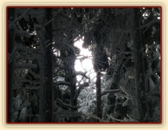 Krása zimního lesa