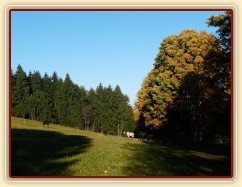 Říjen 2010, hřebci a jejich pastvina se stoletými javory