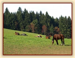 Koně mají siestu na pastvině