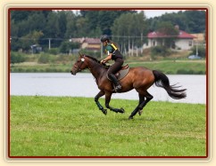 Ascara, KMK čtyřletých koní ve všestrannosti (ZK), Humpolec 18.7.2014