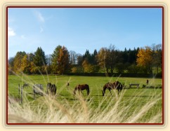 Stádo klisen, podzimní pastviny