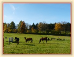 Stádo klisen, podzimní pastviny