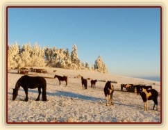 22.12.2016 - Všichni koně v jednom záběru :-)