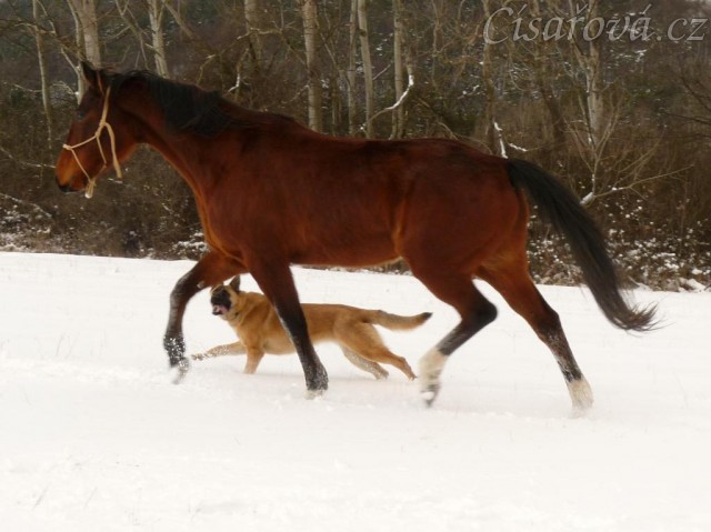 Agáta si užívá běhání na volno ve sněhu, Samantha doprovází