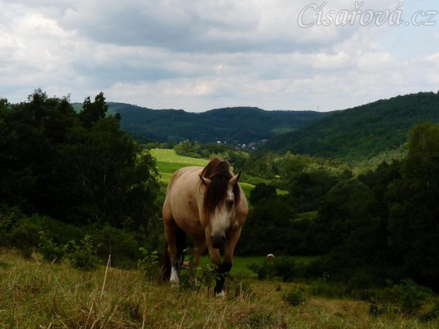 Galen na pastvě (jestlipak se ti koně někdy kochají tím výhledem do kraje...:-)