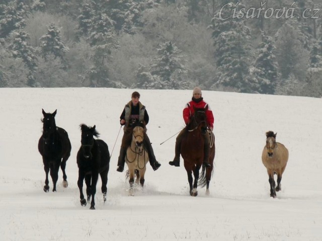 Všichni naši koně pohromadě na vyjížďce, zima 2009