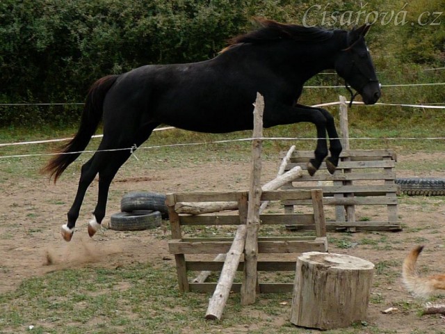 Arwen skáče ve skokové řadě ve volnosti