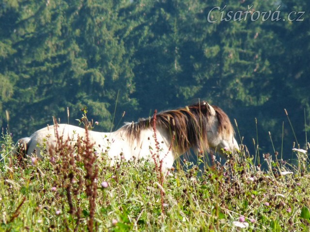 Koně ve vysoké trávě, říjen 2010