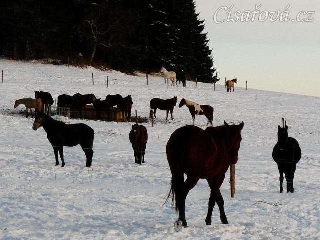 Koně v zimním výběhu