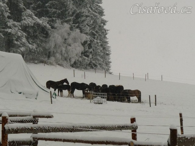 Koně u sena při sněhové bouři