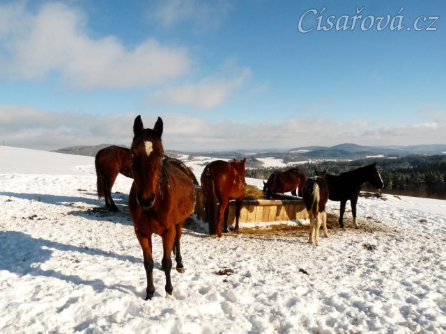 Koně u sena a jejich výhled do krajiny:-)