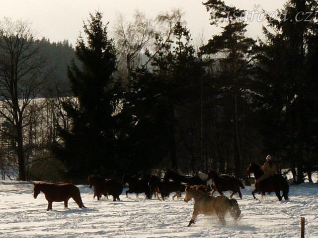 Stádo běhá po výběhu - snaha vyfotit koně v pohybu (jinak celou zimu jen stojí u seníku a cpou se:-)