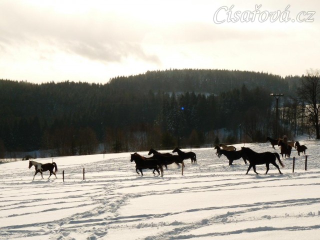 Stádo běhá po výběhu - snaha vyfotit koně v pohybu (jinak celou zimu jen stojí u seníku a cpou se:-)