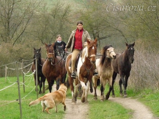 Duben 2010, Viki zvládá i odvedení stáda na pastvu:-)