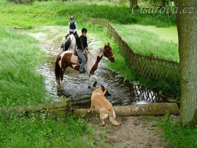 Červen 2010, trénink crossu v Pecínově, koně s vodou problém nemají, ale psa by tam člověk nedostal:-)
