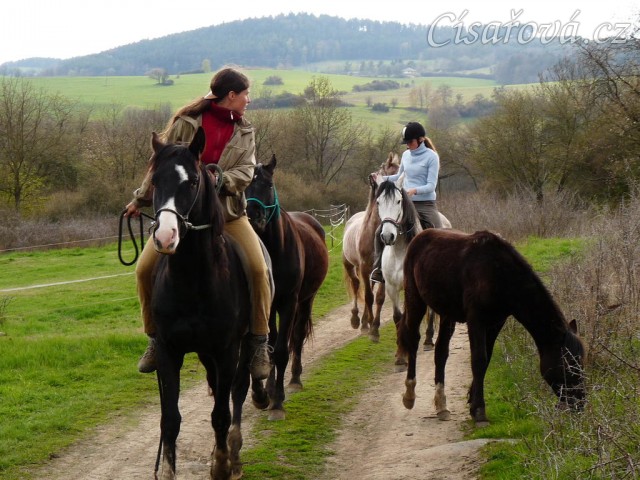 Květen 2010, odvádění stáda hřebců na pastviny, Grant neměl problémy s voděním dalších koní