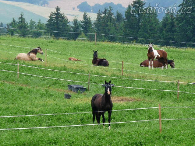 Červenec 2010, bohaté pastviny v Čeleticích