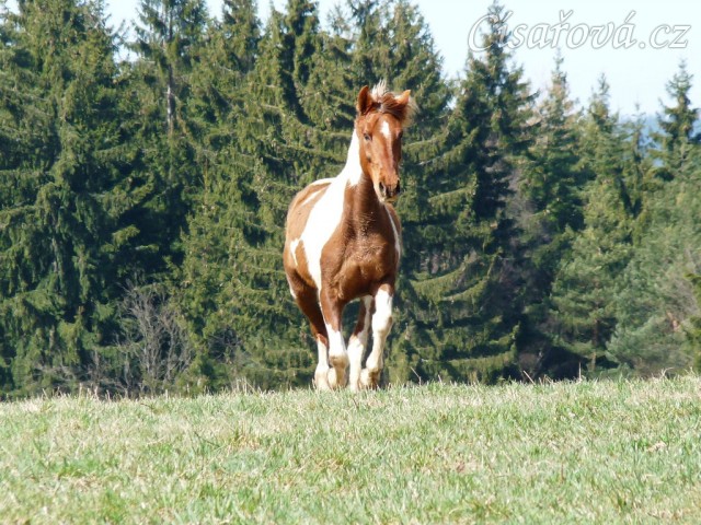 2.4.2011 - První vypuštění koní na pastvu, Vikina byla nejakčnější...