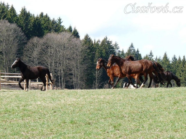 2.4.2011 - První vypuštění koní na pastvu, bylo veselo:-)
