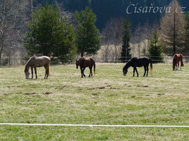 2.4.2011 - První vypuštění koní na pastvu, stádo hřebců