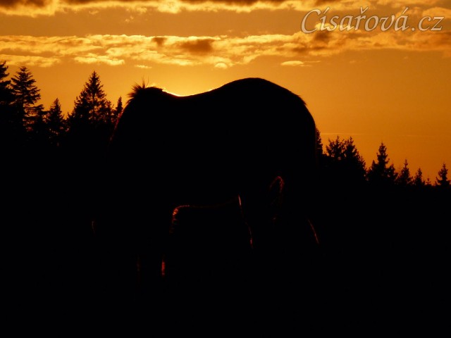 2.4.2011 - První vypuštění koní na pastvu, západ slunce