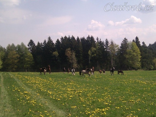 25.4.2011 - Vypuštění koní na novou pastvinu o velikosti 3 ha